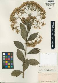 Image of Eupatorium erythropappum