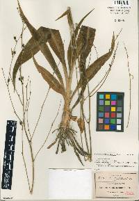 Image of Echeandia macrophylla