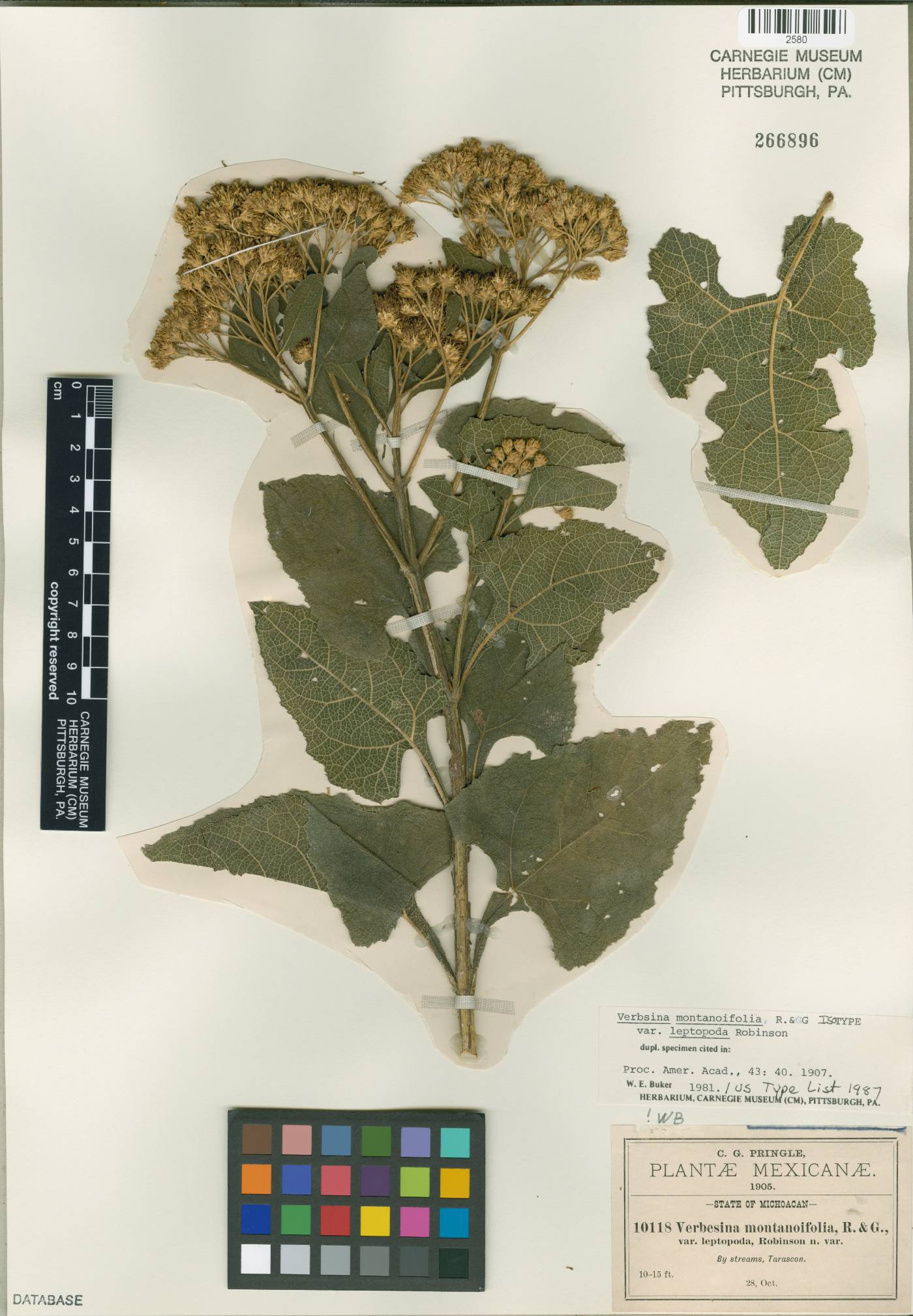 Verbesina montanoifolia image