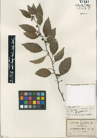 Image of Colubrina triflora