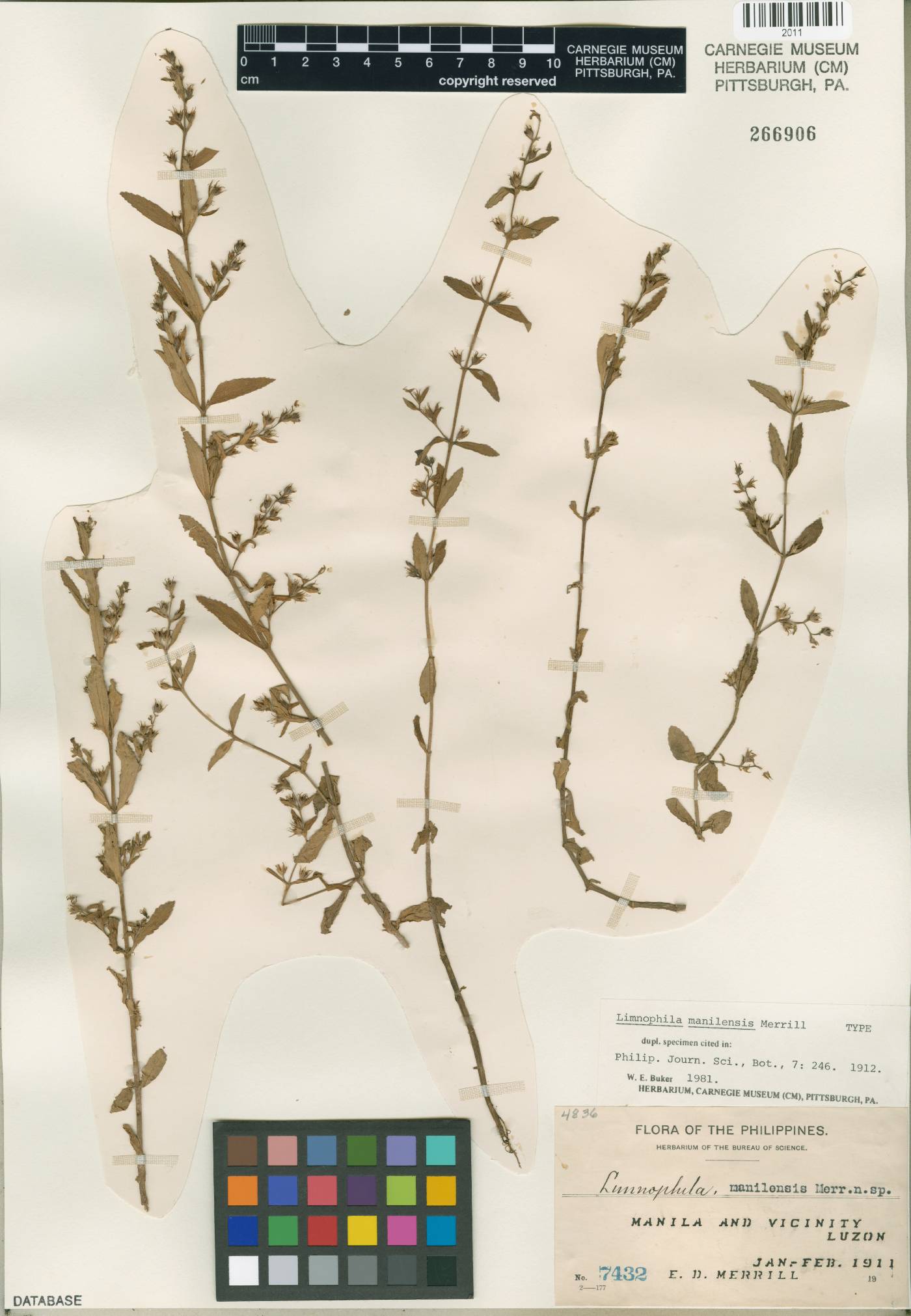 Limnophila manilensis image