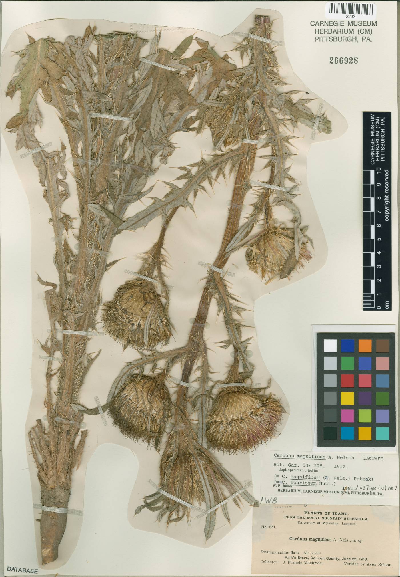 Cirsium scariosum var. scariosum image