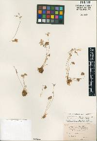 Image of Oxalis caerulea