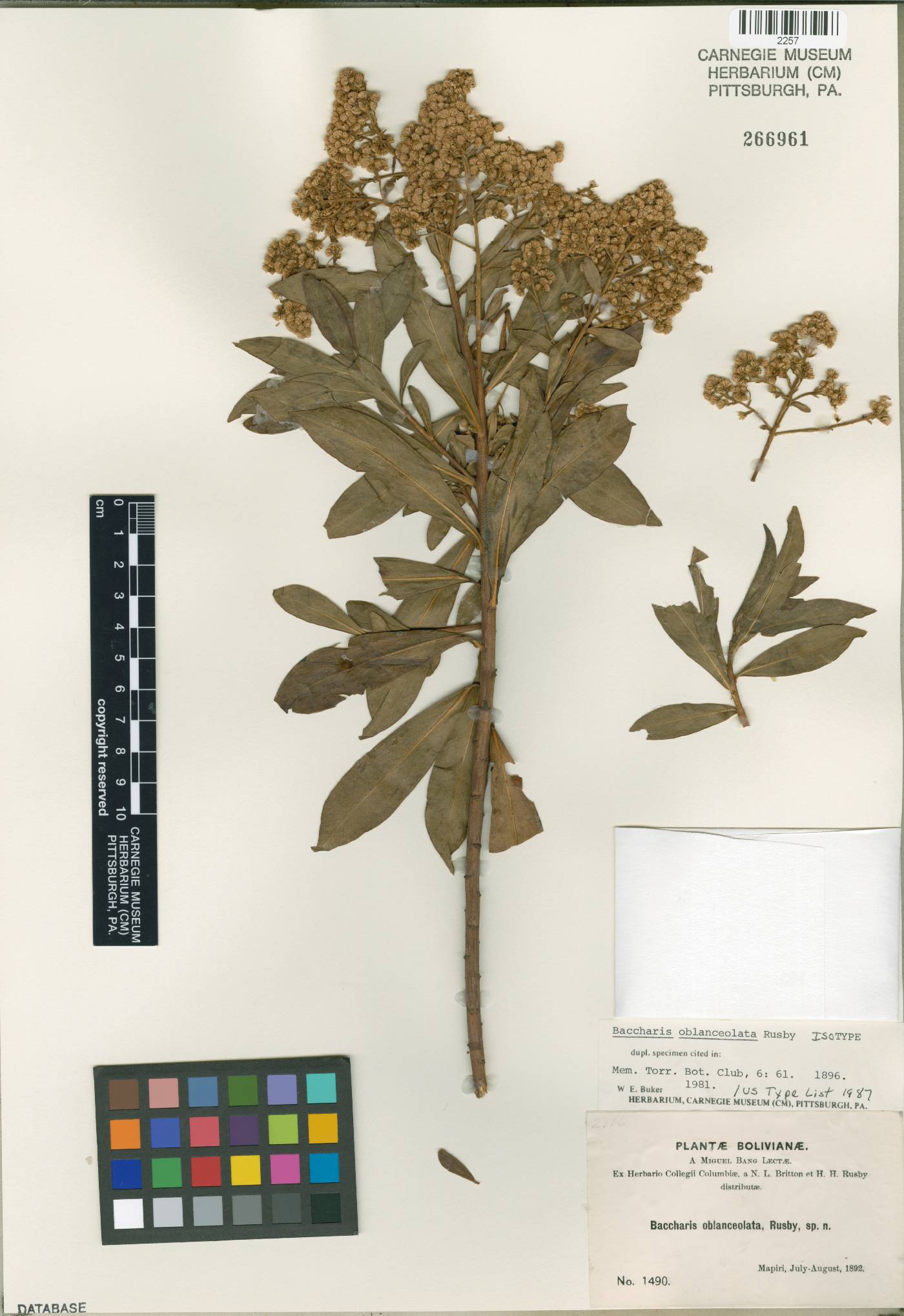 Baccharis brachylaenoides image