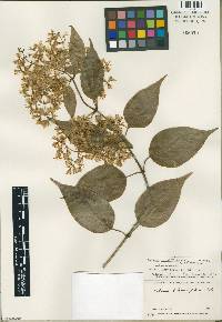 Image of Mikania clematidiflora