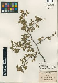 Image of Bursera biflora