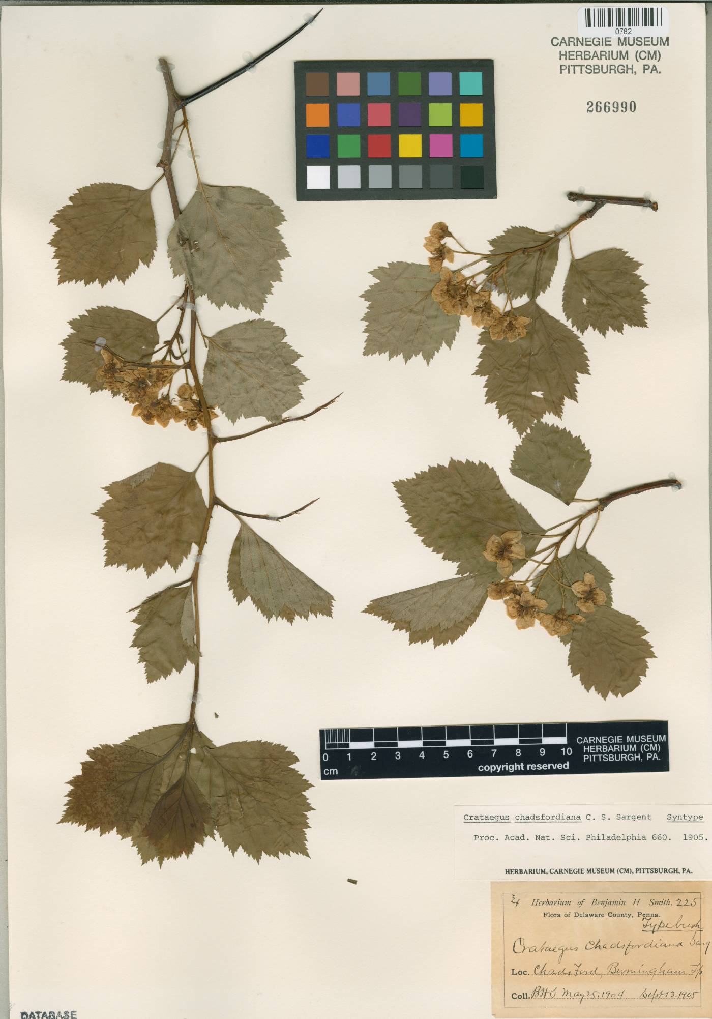 Crataegus chadsfordiana image