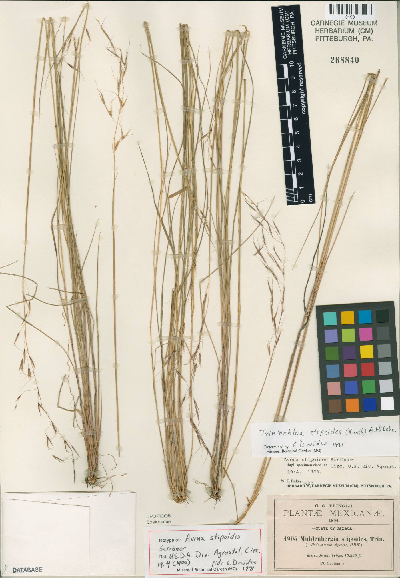 Triniochloa stipoides image