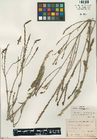 Image of Verbena orcuttiana