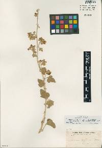 Sphaeralcea sulphurea image