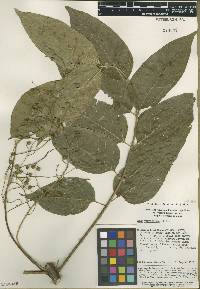 Image of Rhus verniciflua