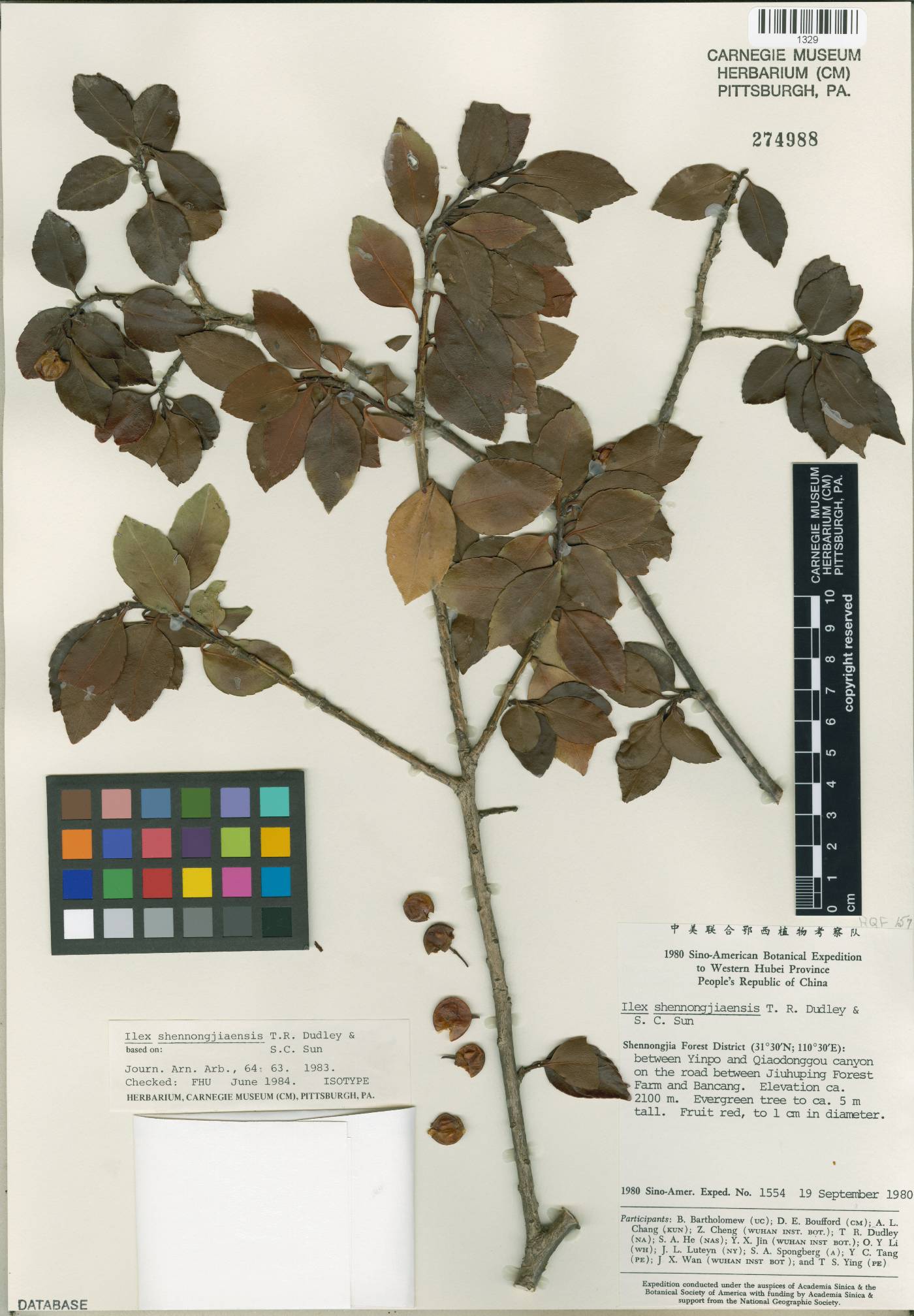 Ilex shennongjiaensis image