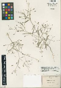 Pectis linifolia var. linifolia image