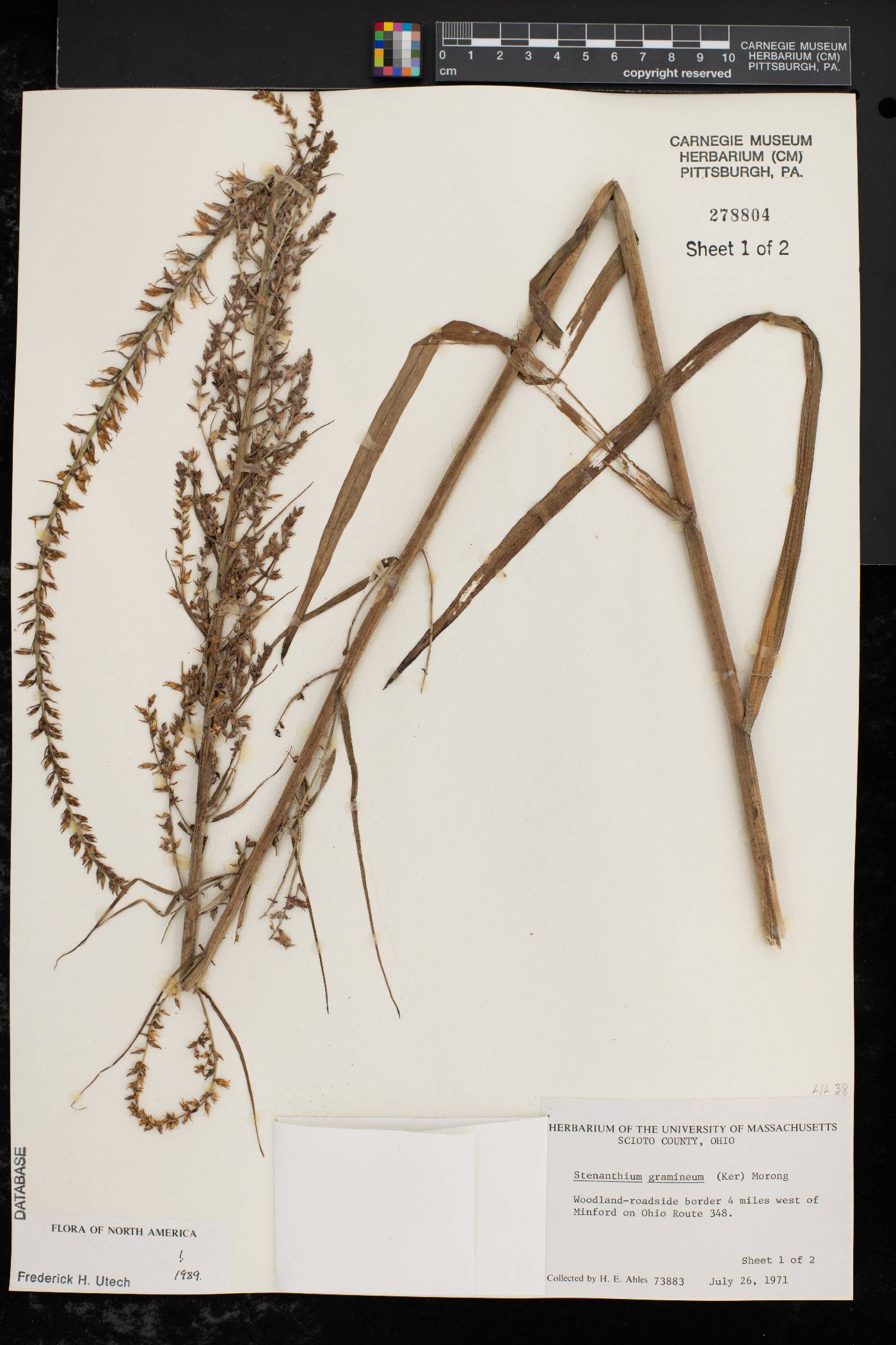 Stenanthium gramineum image