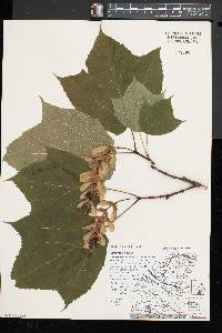 Acer spicatum image