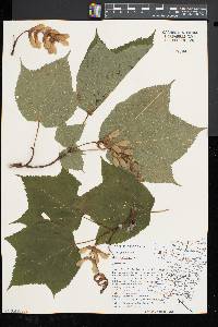 Acer spicatum image