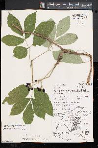 Aralia nudicaulis image