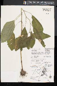 Impatiens pallida image