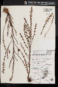 Epifagus virginiana image