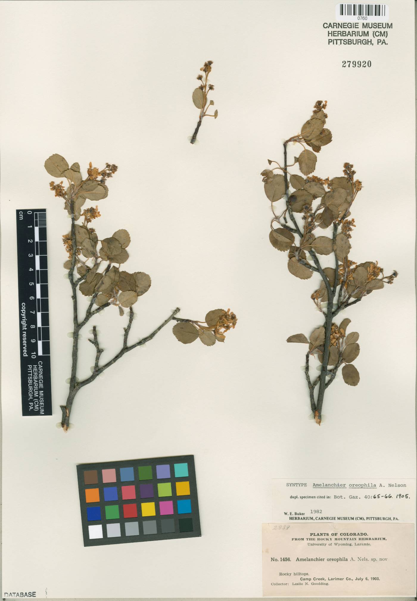 Amelanchier utahensis var. utahensis image