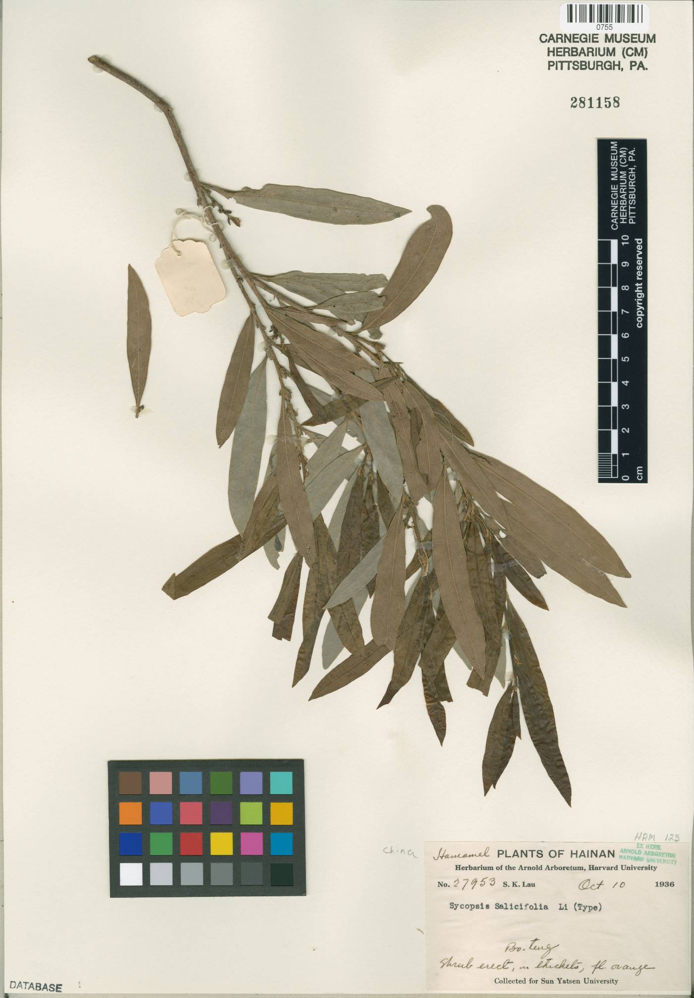 Distyliopsis salicifolia image