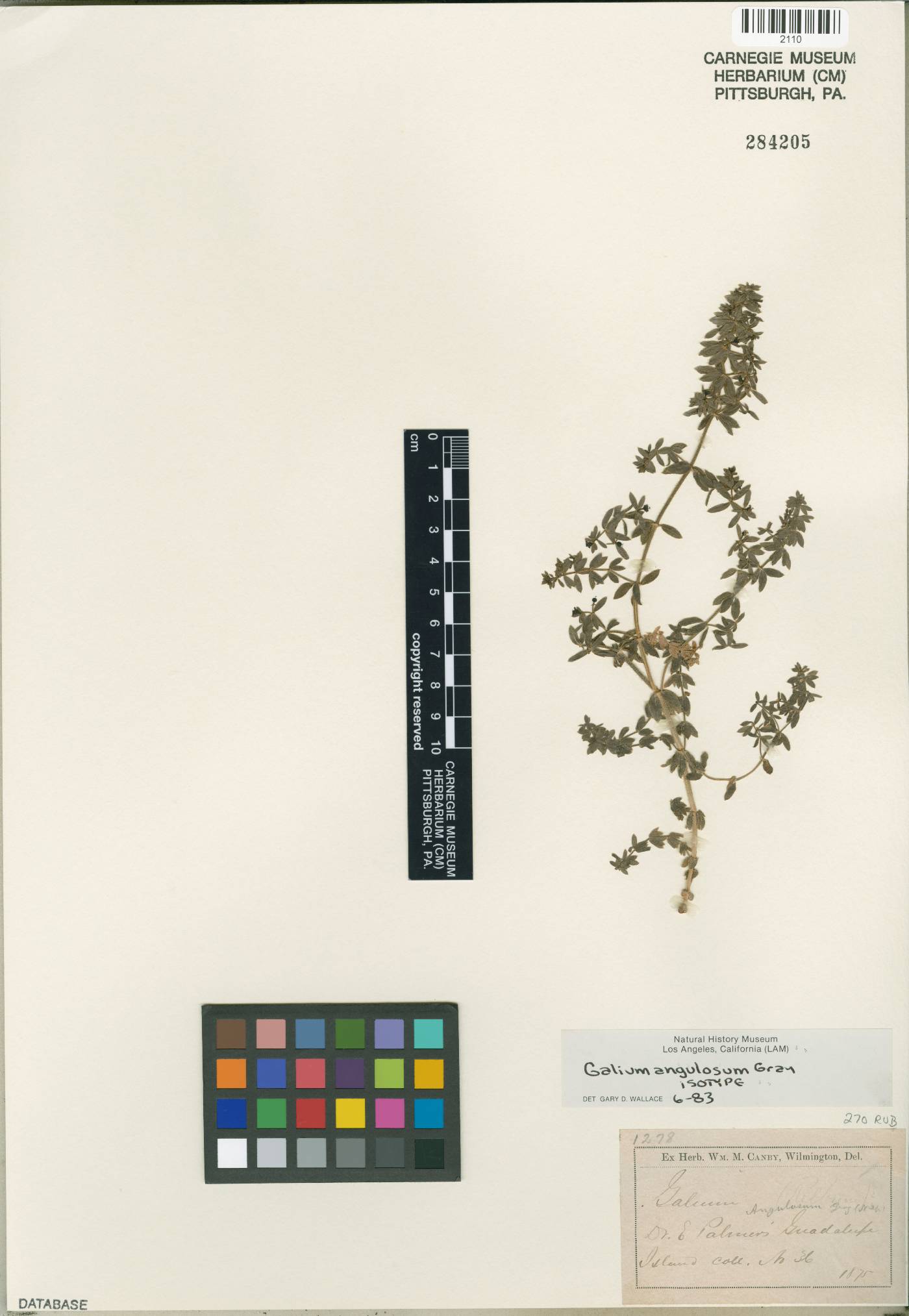 Galium angulosum image