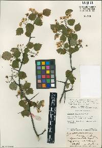 Crataegus recordabilis image