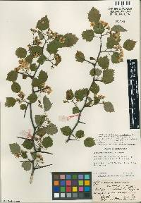 Crataegus recordabilis image