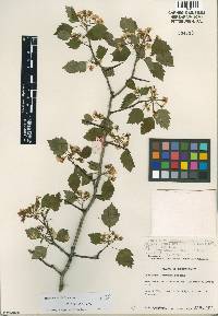 Crataegus dissona image