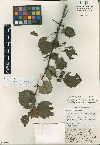 Crataegus pruinosa image