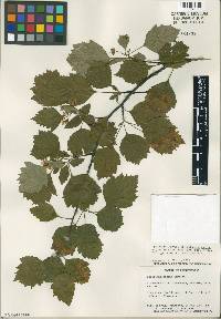 Crataegus pruinosa image