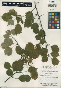 Crataegus pruinosa image