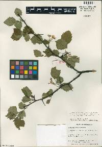 Crataegus pruinosa image