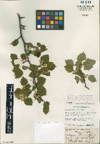 Crataegus iracunda image