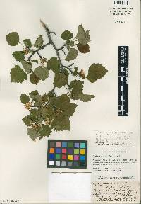 Crataegus iracunda image