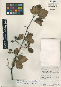 Crataegus pruinosa image