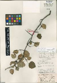 Crataegus pruinosa image