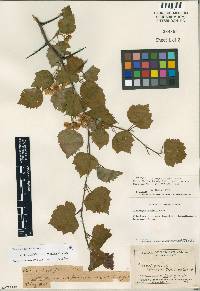 Crataegus pruinosa image