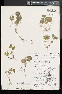 Oxalis montana image