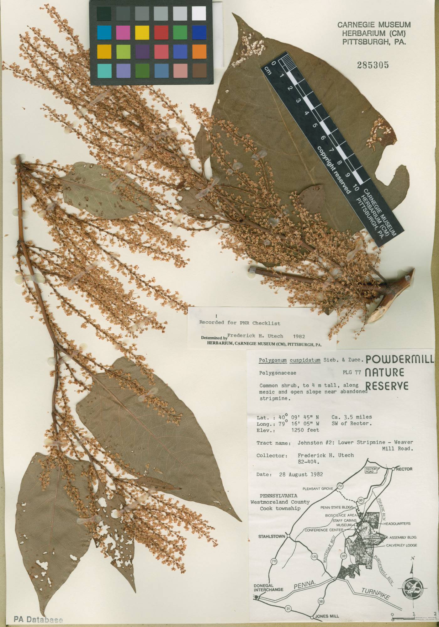 Reynoutria × bohemica image