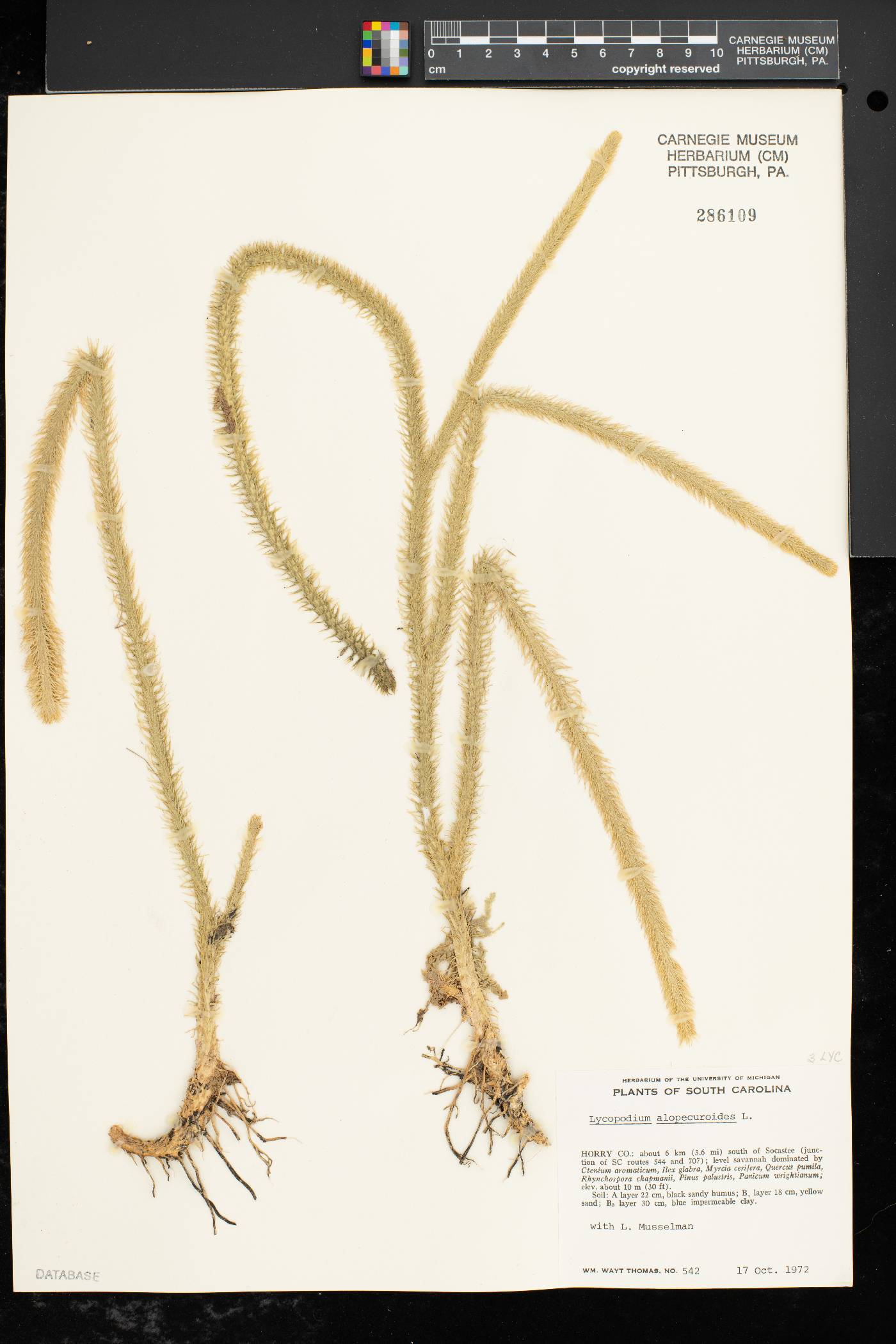 Lycopodiella alopecuroides image