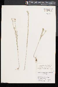 Linum medium var. texanum image