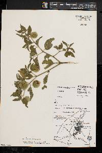 Physalis longifolia image