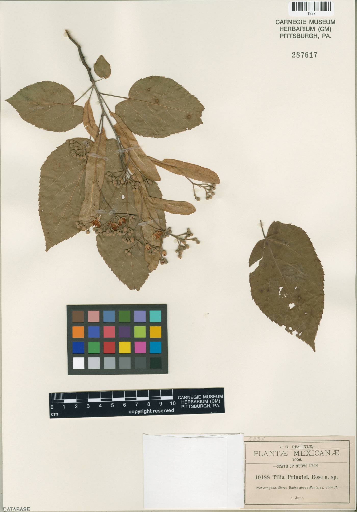 Tilia mexicana image