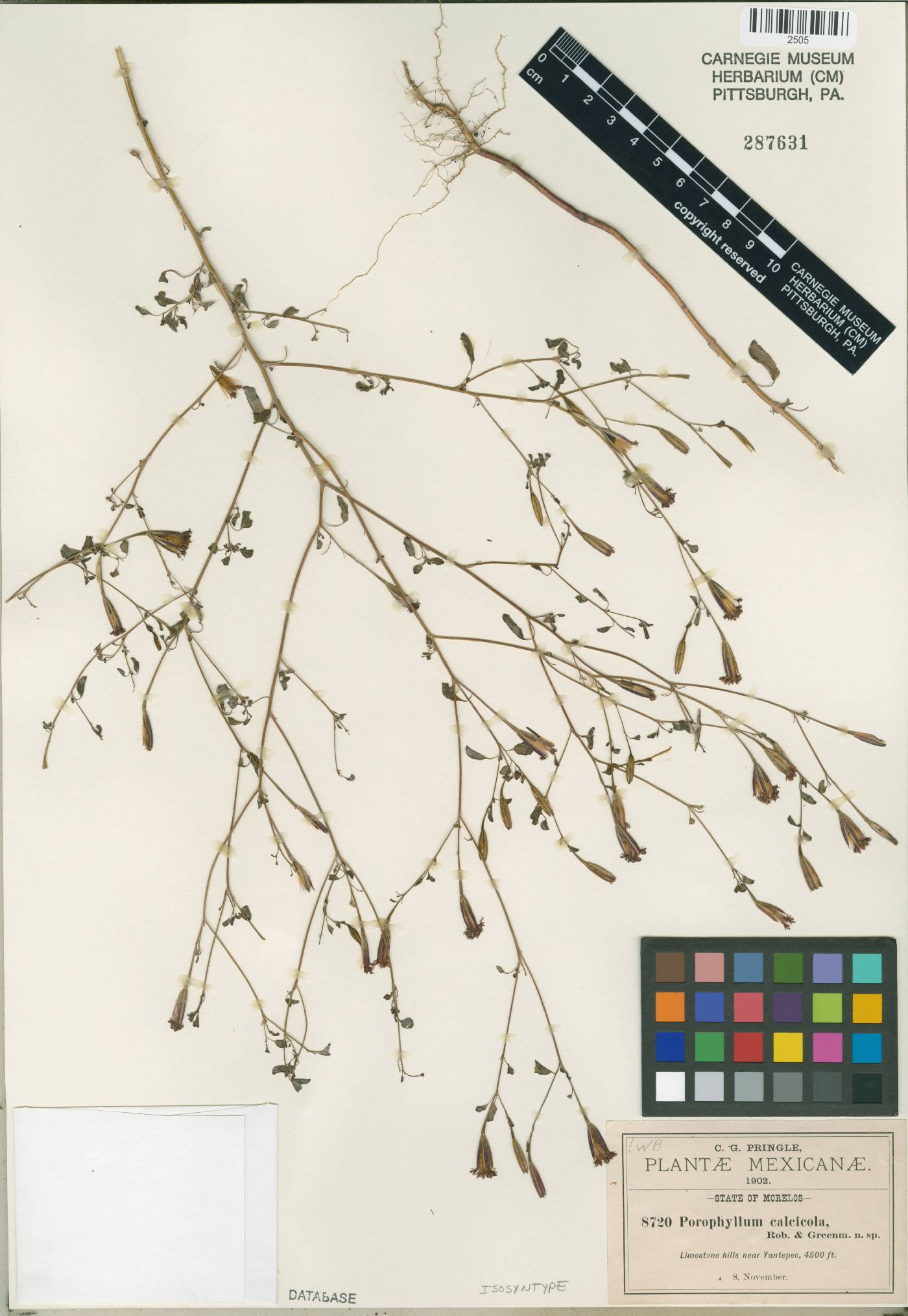 Porophyllum calcicola image