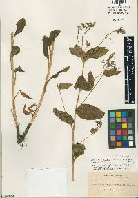 Image of Mertensia longipedunculata