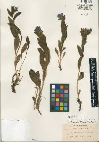 Image of Mertensia coriacea