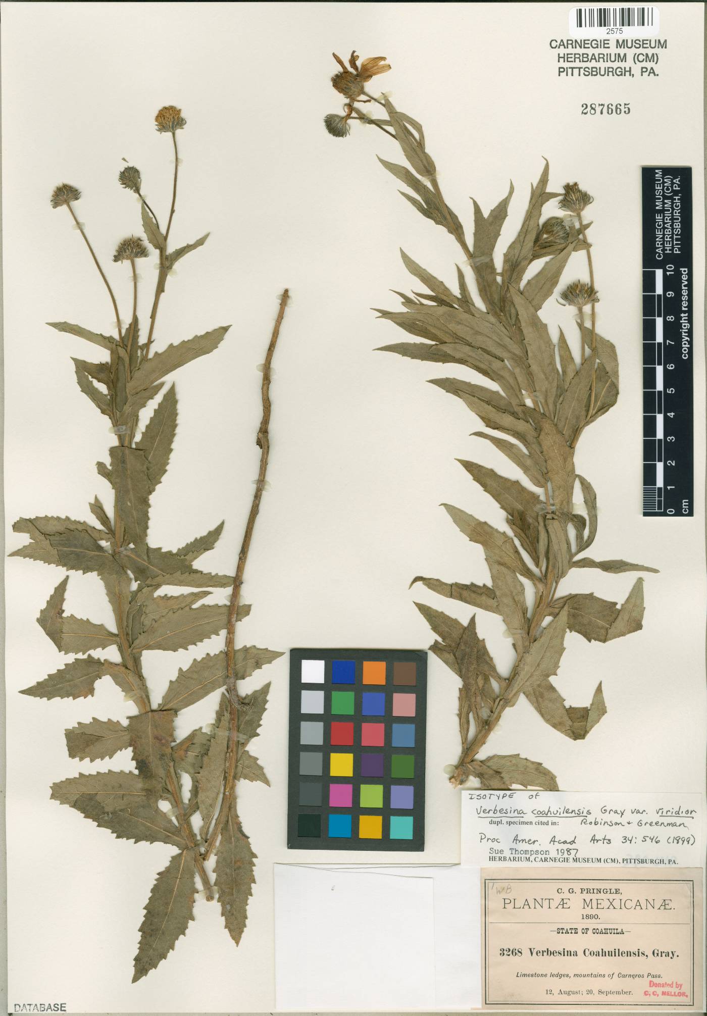 Verbesina coahuilensis var. viridior image