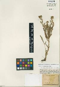 Image of Grindelia latifolia