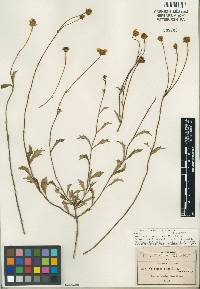 Image of Coreopsis cuneifolia
